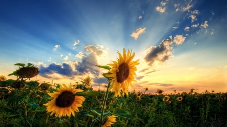 FLOWERS - nature, flowers, sunset, yellow