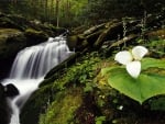 Trillium and Waterfall