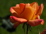 The Orange Rose