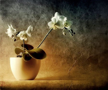 White orchid - white, still life, yellow, orchid