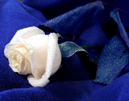 White rose...... a symbol of innocence, purity, lightness, completeness,..... - white, colors, rose, blue