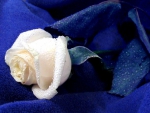 White rose...... a symbol of innocence, purity, lightness, completeness,.....