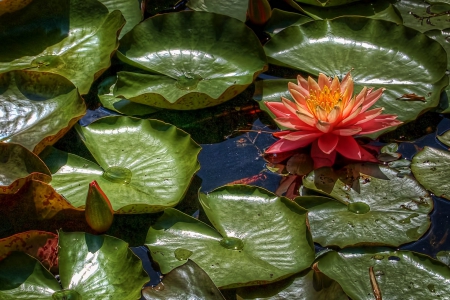 Amazing Waterlilly - leaves, pond, bloom, water