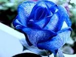 Blue rose..... symbol of harmony, contentment, calmness, passivity, infinity .....