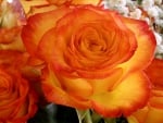 Orange rose... a symbol of joy, liveliness, fun, positivity to life, exuberance, ..