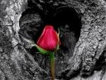 Red rose....... symbol of love, action, dynamism, danger, temperament, warmth