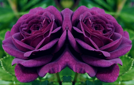 Roses - flowers, beauty, nature, wallpaper