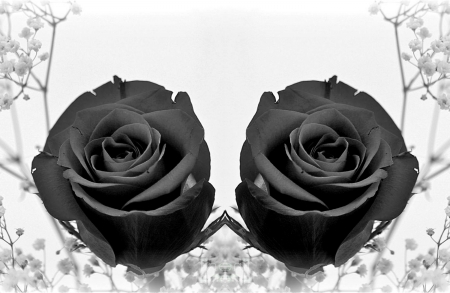 Black Roses - flowers, beauty, nature, bouquets