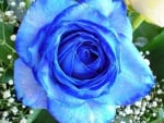 Blue rose