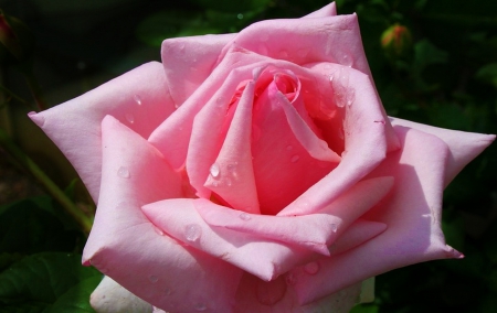 Rose - flowers, rose, beauty, nature