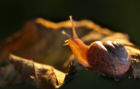 Snail - snails, leaf, close up, animals