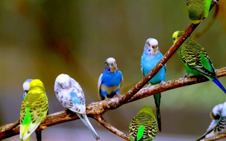 SWEET BUDGERIGARS - pet, pet parakeet, birds, budgerigar