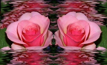 Roses Reflected - art, abstract, fantasy, beayty