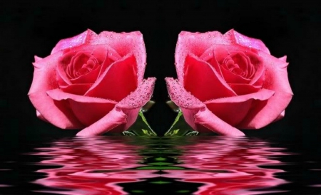 Roses Reflections - roses, abstract, beauty, fantasy