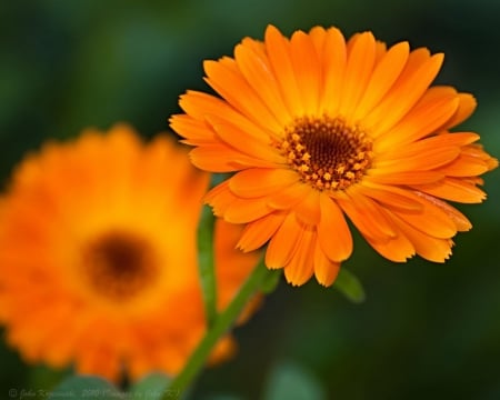 Orange - petals, stem, flowers, frangrance, orange, nature