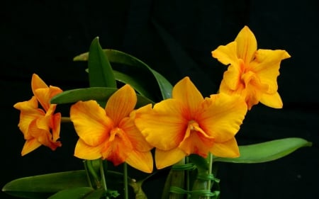 Orange Petals - flowers, nature, stem, orange, petals, leaves