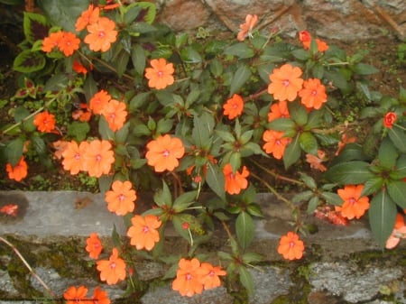 Dainty Orange Flower - nature, green, stem, orange, flower, petals