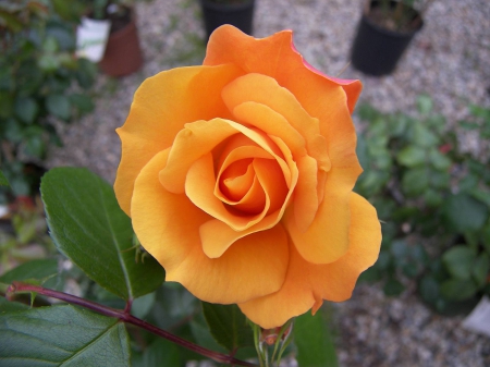 Orange Tea Rose - nature, stem, rose, orange, petals, leaves