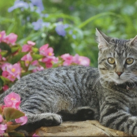 Tabby cat with some flowers