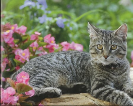 Tabby cat with some flowers