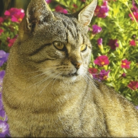 Tabby cat with some more flowers