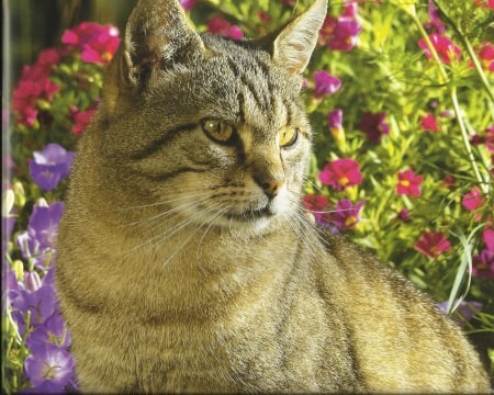 Tabby cat with some more flowers - tabby, paws, cat, flowers, cute