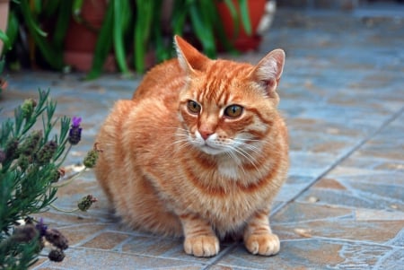 *** Ginger cat *** - cat, animal, animals, ginger