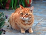 *** Ginger cat ***