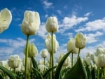 *** Tulips on the blue sky ***