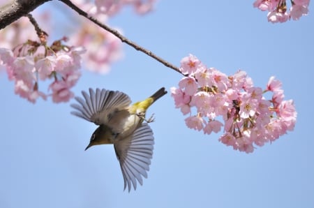 *** Bird an flowering tree *** - nature, flowers, animals, bird