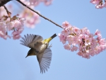 *** Bird an flowering tree ***