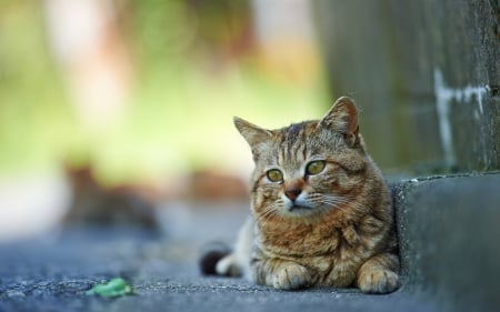 *** Resting cat *** - animal, resting, cats, cat, animals