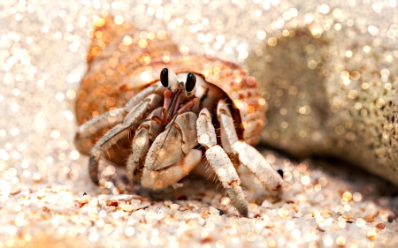 SPARKLING CRAB - OCEANS, CRABS, SUMMERTIME, BEACHES, SUMMER, BOKEH, SPARKLE, CREATURES