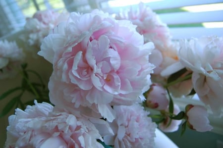 Light In May♥ - pretty, may, forever, beautiful, love, light, bouquet, peonies, flowers, fresh, nature, soft, pastel