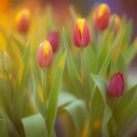 TULIPS IN SUNLIGHT