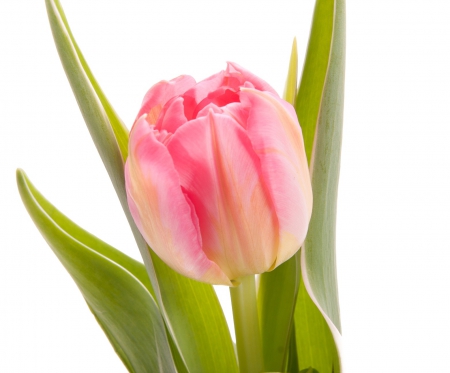 Bright Beautyâ™¥ - love, fresh, spring, bright, nature, beautiful, pink, green, tulip, flowers