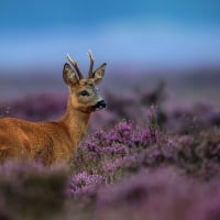 YOUNG BUCK IN PURPLE FIELD