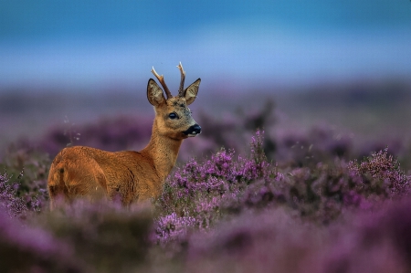 YOUNG BUCK IN PURPLE FIELD - fields, field of flowers, animals, deers, wild, flowers, baby animals, purple flowers