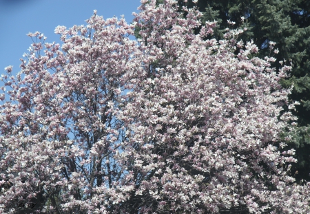 Spring in Ottawa - nature, trees, pink, photography, green, flowers