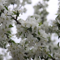 Tree Blooms