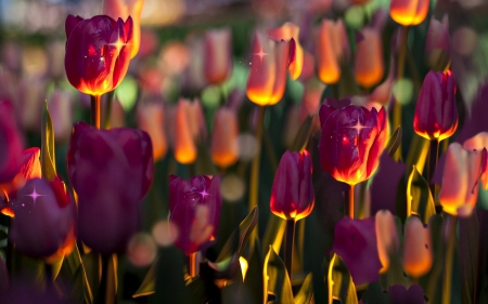 STAR STRUCK TULIPS - purple, tulips, sunlight, flowers, fields, nature, stars, fields of flowers