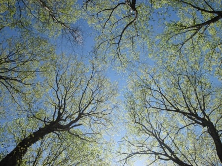 Tall trees - nature, sky, forests, trees, photography, blue