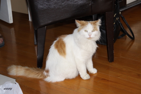 who are you !!! - white, photography, Cats, brown