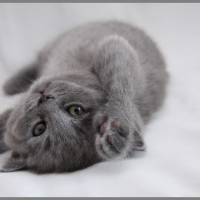 little grey kitty