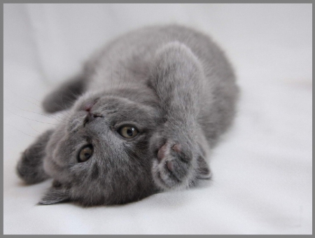 little grey kitty - cat, kitty, animals, little grey