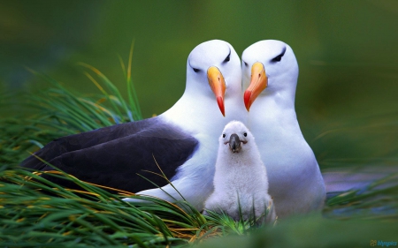 bird family - birds, famiky, nature, wild