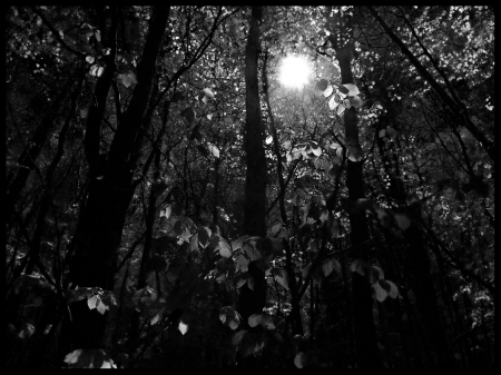 Light within the shadow - black, white, nature, forest, shadow, tree, sun, leaves