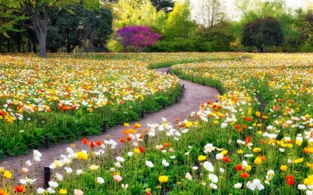 Garden flowers - pretty, trees, poppies, beautiful, spring, lovely, freshness, alleys, flowers, colorful, nature, garden, nice, park