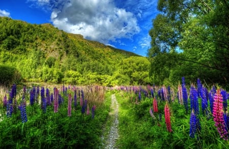 New Zealand - pretty, quiet, grass, new zealand, mountain, calmness, flowers, path, nice, sky, clouds, lupine, greenery, trees, beautiful, lovely, freshness, colorful, green, serenity