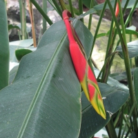 Lobster Claw from South America